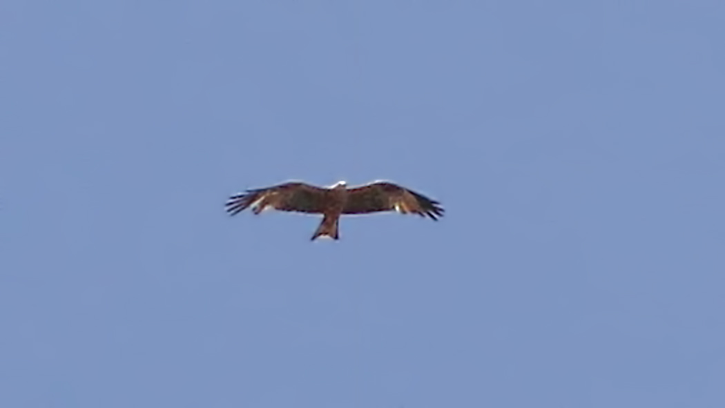 Red Kite